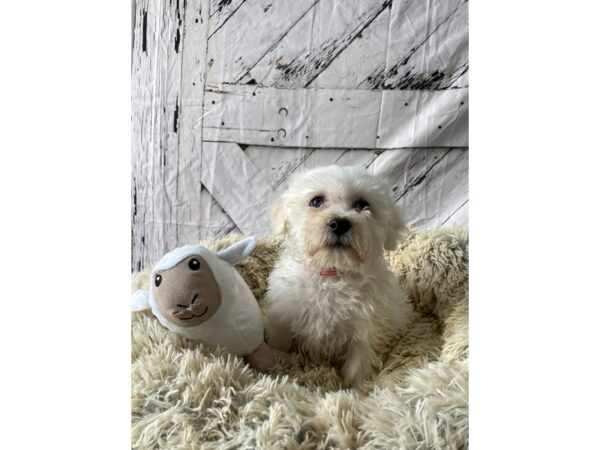 Bichon Frise Dog Female White 26028 Petland Las Vegas, Nevada