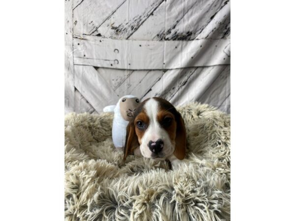 Beagle-Dog-Male-Black White and Tan-26027-Petland Las Vegas, Nevada