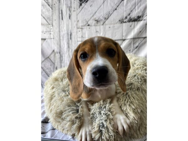 Beagle Dog Female Black Tan and White 26026 Petland Las Vegas, Nevada