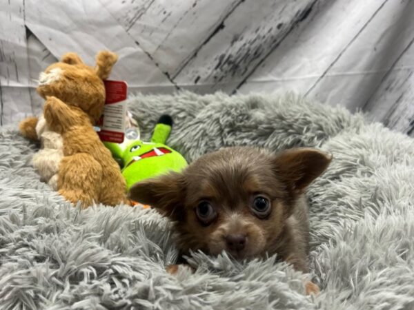 Chihuahua Dog Female Blue and Tan 26055 Petland Las Vegas, Nevada