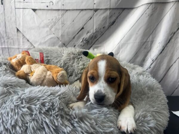 Beagle Dog Female Black Fawn and White 26054 Petland Las Vegas, Nevada