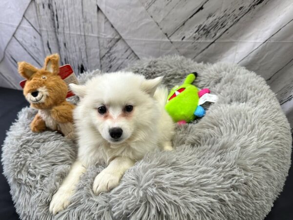 American Eskimo Dog-Dog-Female-White-26060-Petland Las Vegas, Nevada