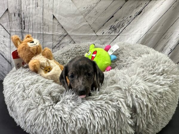 Dachshund Dog Female Black / Silver 26061 Petland Las Vegas, Nevada