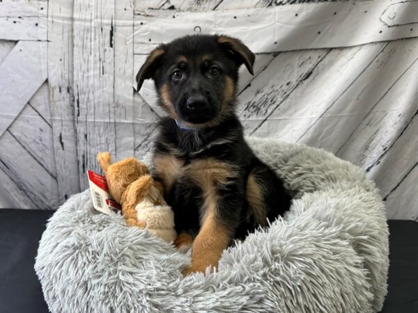 German Shepherd Dog Dog Male Black / Tan 26069 Petland Las Vegas, Nevada