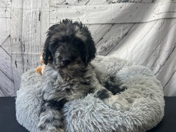 F1B Bernedoodle-Dog-Male-Merle-26059-Petland Las Vegas, Nevada