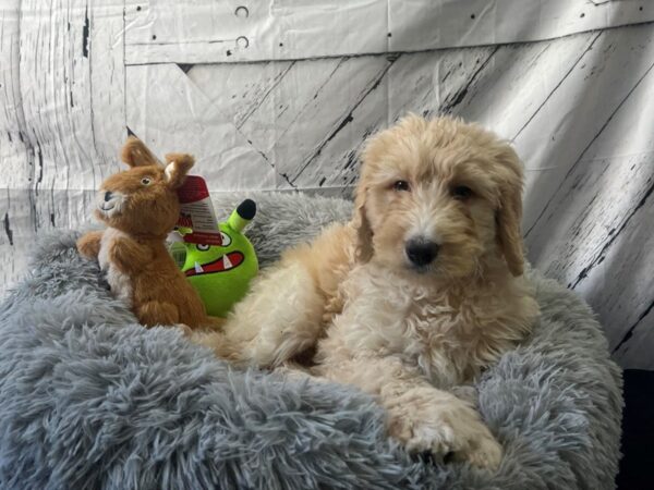 F1B Bernedoodle-Dog-Female-Tri Color-26058-Petland Las Vegas, Nevada