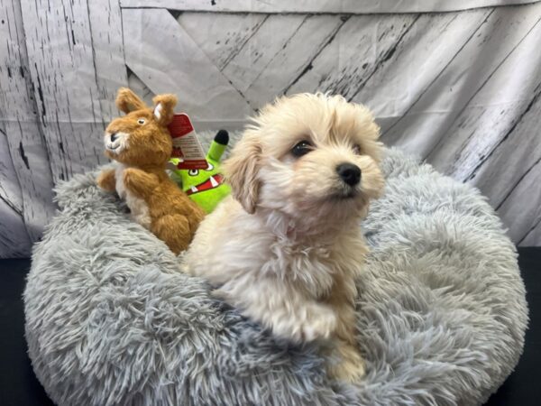 Havanese/Poodle Dog Female Fawn 26052 Petland Las Vegas, Nevada