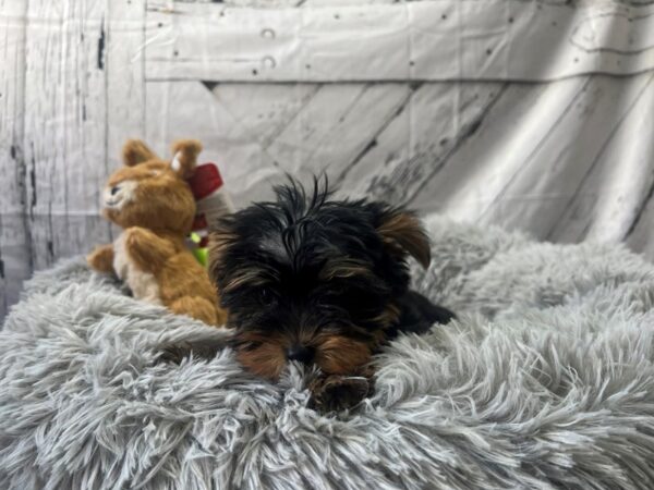 Yorkshire Terrier Dog Male Black and Tan 26057 Petland Las Vegas, Nevada