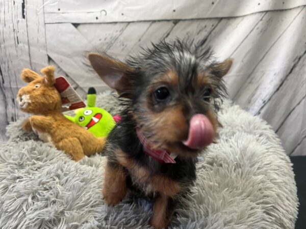 Silky Terrier Dog Female Black and Tan 26056 Petland Las Vegas, Nevada