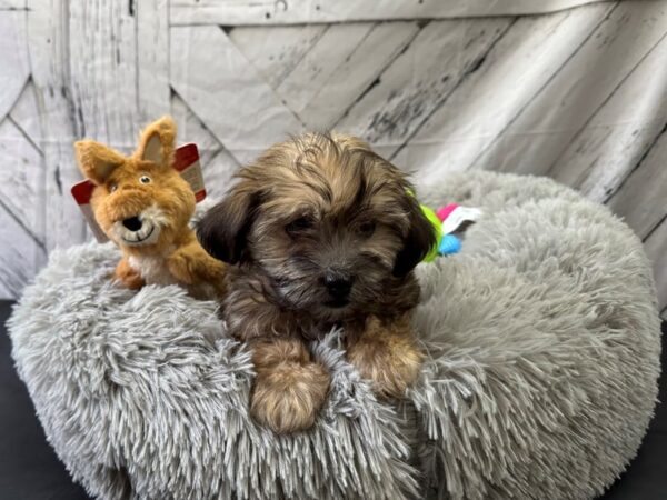 Havanese-Dog-Female-Gold-26063-Petland Las Vegas, Nevada