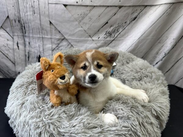 Shiba Inu Dog Female Red Sesame 26068 Petland Las Vegas, Nevada