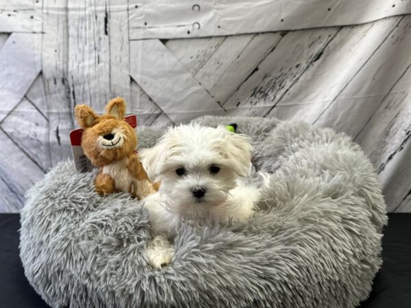 Maltese Dog Female White 26064 Petland Las Vegas, Nevada