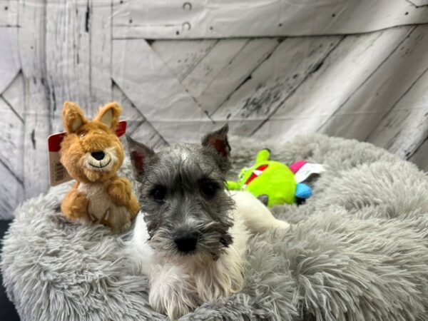 Miniature Schnauzer Dog Male Salt / Pepper 26065 Petland Las Vegas, Nevada