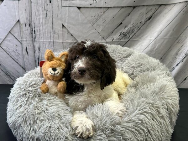 Newfoundland/Standard Poodle-Dog-Female-White / Chocolate-26070-Petland Las Vegas, Nevada