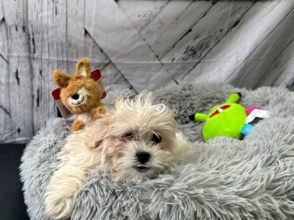 Poodle/Shih Tzu Dog Female Apricot 26071 Petland Las Vegas, Nevada