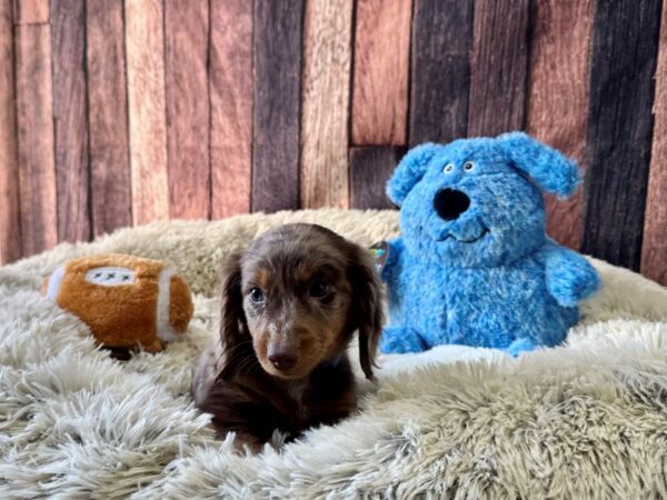 Dachshund Dog Male Chocolate / Tan 26089 Petland Las Vegas, Nevada