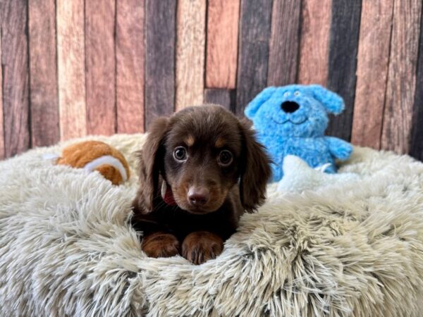 Dachshund Dog Male Chocolate / Tan 26083 Petland Las Vegas, Nevada