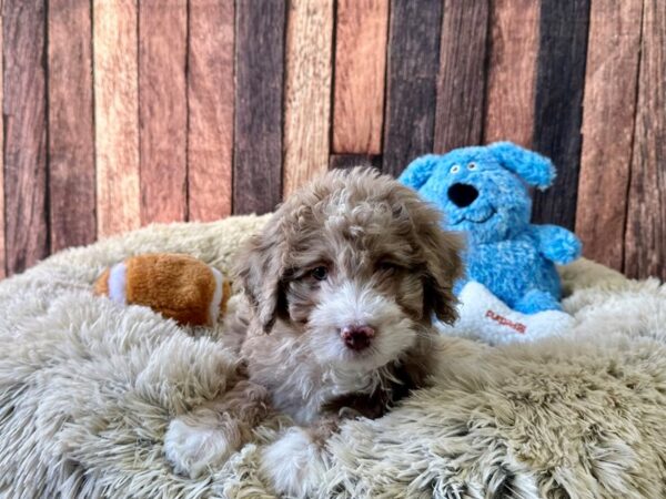 F1B Mini Bernadoodle-Dog-Female-Chocolate Merle-26096-Petland Las Vegas, Nevada