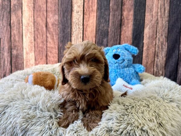 F1B Mini Goldendoodle Dog Female Red 26095 Petland Las Vegas, Nevada