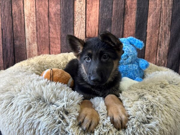 German Shepherd Dog Dog Female Black / Tan 26093 Petland Las Vegas, Nevada