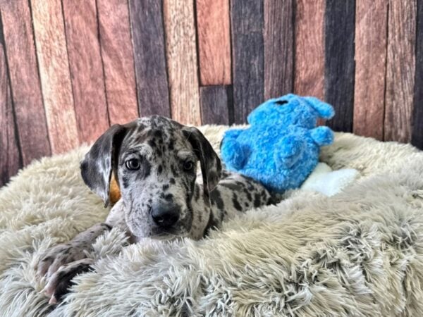 Great Dane Dog Female Merle 26082 Petland Las Vegas, Nevada