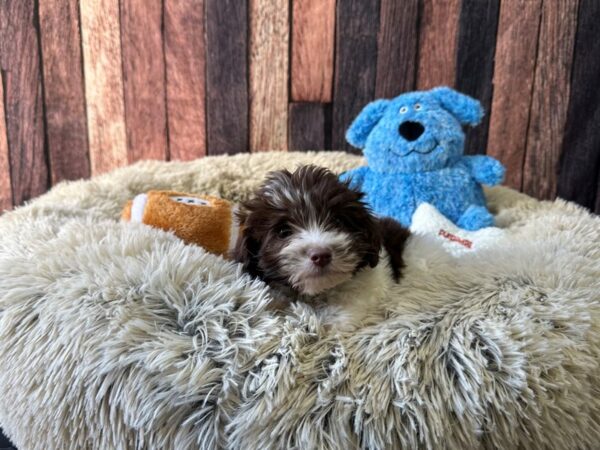 Havanese Dog Male White / Chocolate 26090 Petland Las Vegas, Nevada