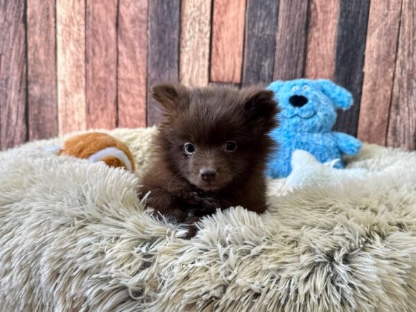 Pomeranian-Dog-Female-Chocolate-26086-Petland Las Vegas, Nevada