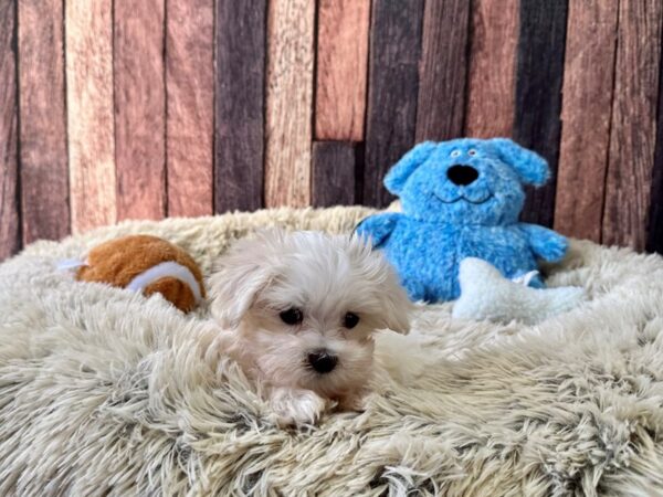 Maltese Dog Female White 26085 Petland Las Vegas, Nevada