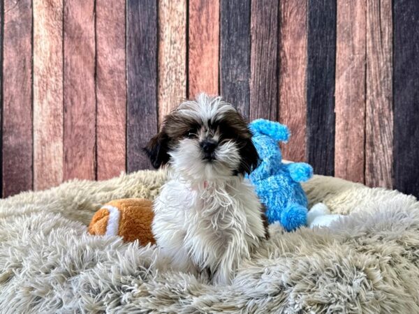 Shih Tzu-Dog-Female-Gold and White-26079-Petland Las Vegas, Nevada
