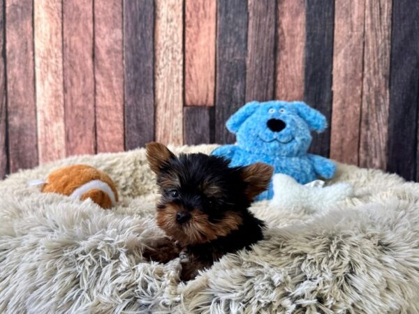 Yorkshire Terrier Dog Male Black / Tan 26087 Petland Las Vegas, Nevada