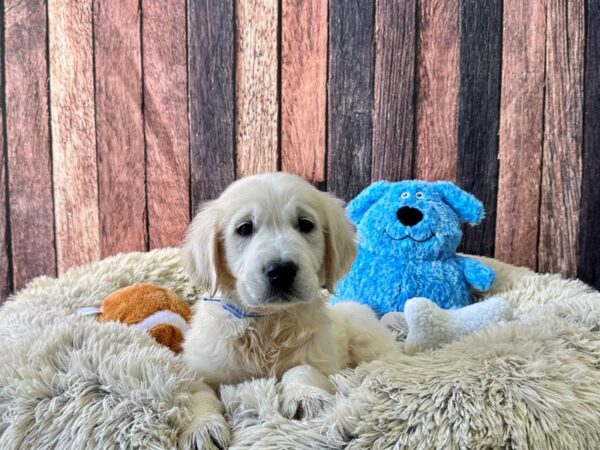 English Cream Golden Retriever Dog Male Cream 26099 Petland Las Vegas, Nevada