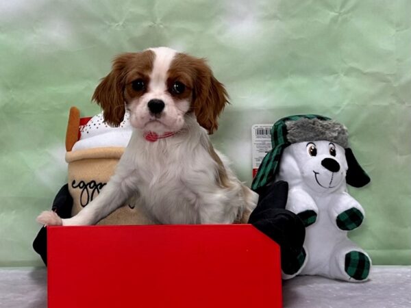 Cavalier King Charles Spaniel Dog Female Blenheim 25875 Petland Las Vegas, Nevada