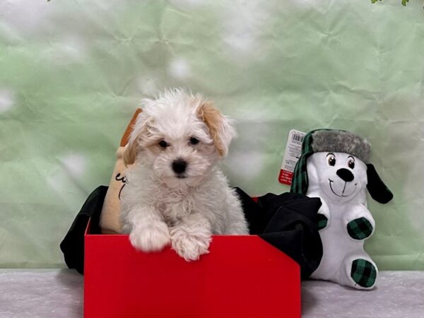 Havanese/Poodle Dog Male White 25859 Petland Las Vegas, Nevada