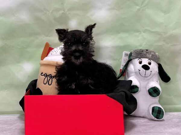 Miniature Schnauzer Dog Female Black / Silver 25897 Petland Las Vegas, Nevada