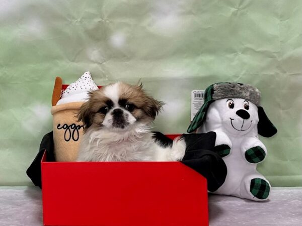 Pekingese-Dog-Female-Fawn Sable-25876-Petland Las Vegas, Nevada