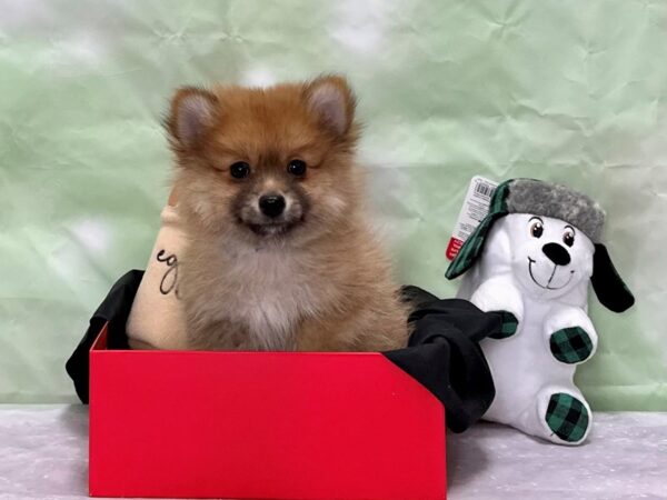 Pomeranian-Dog-Male-Orange Sable-25860-Petland Las Vegas, Nevada