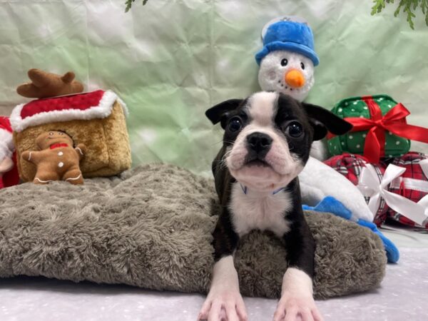 Boston Terrier Dog Male Brindle and White 25950 Petland Las Vegas, Nevada