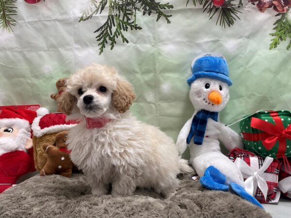 Poodle-Dog-Female-Cream-25944-Petland Las Vegas, Nevada