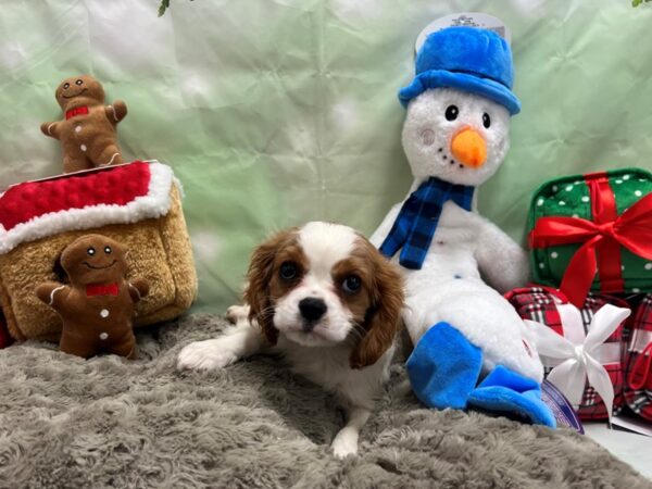 Cavalier King Charles Spaniel Dog Male Blenheim 25951 Petland Las Vegas, Nevada