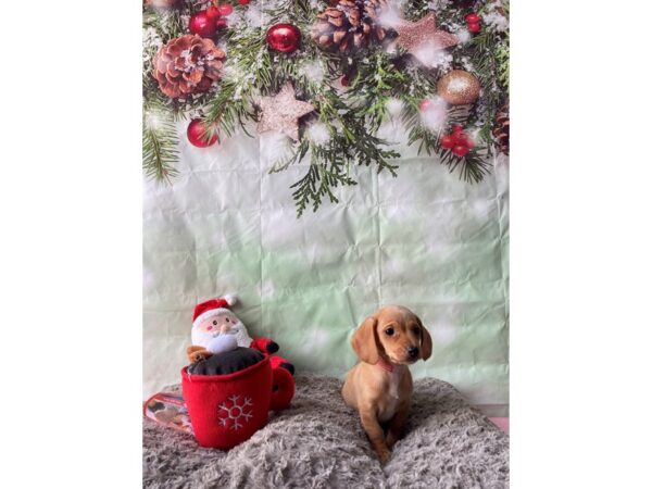 Dachshund Dog Female Isabella 25972 Petland Las Vegas, Nevada