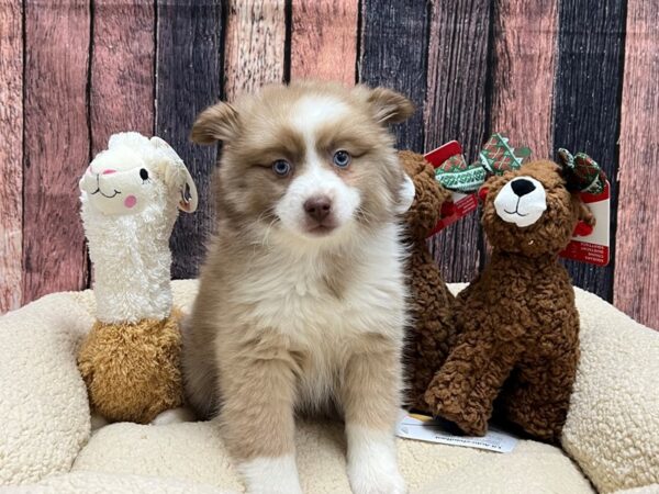 F1B Pomsky-Dog-Female-Chocolate-26020-Petland Las Vegas, Nevada