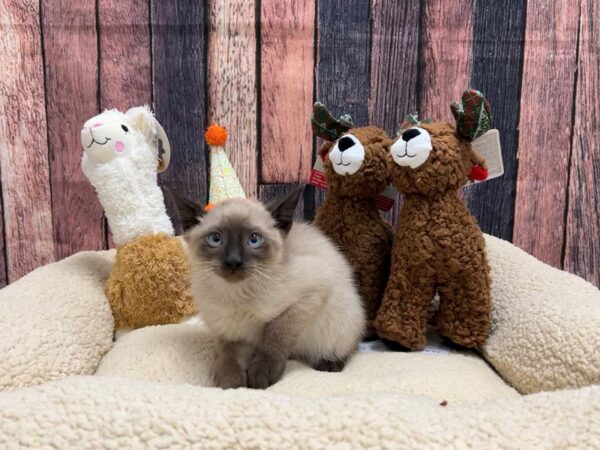 Siamese Cat Male Seal Point 26025 Petland Las Vegas, Nevada