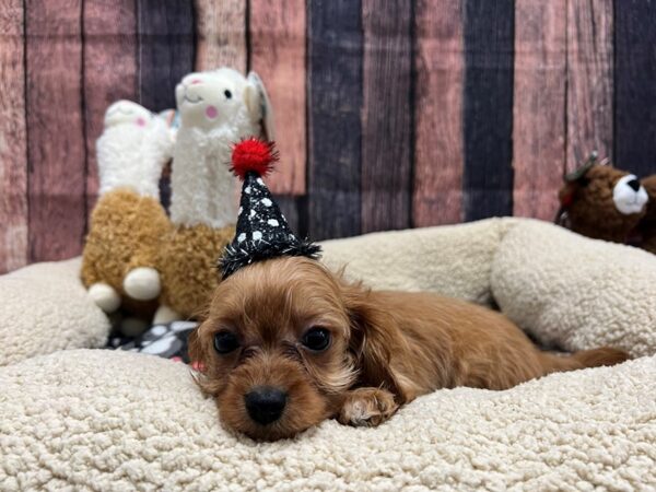 Cavalier King Charles Spaniel/Poodle Dog Male Ruby 26019 Petland Las Vegas, Nevada