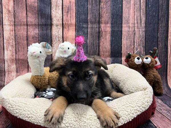 German Shepherd Dog Dog Female Black / Tan 25985 Petland Las Vegas, Nevada