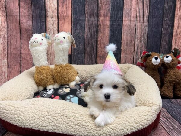 Havanese-Dog-Female-Gold Sable-26003-Petland Las Vegas, Nevada