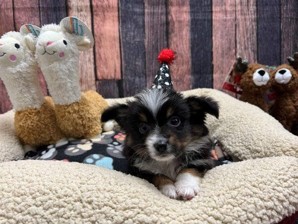 Australian Shepherd/Miniature Australian Shepherd Dog Male Black 25979 Petland Las Vegas, Nevada