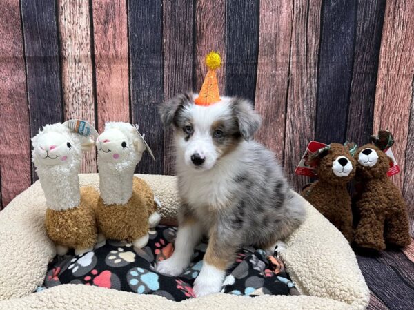 Australian Shepherd Dog Male Blue Merle White and Tan 26009 Petland Las Vegas, Nevada