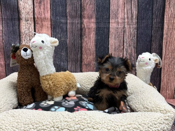 Yorkshire Terrier Dog Female Black / Tan 25982 Petland Las Vegas, Nevada