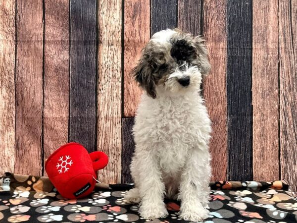 F1B Mini Goldendoodle Dog Male White Blue Merle / Tan 25904 Petland Las Vegas, Nevada