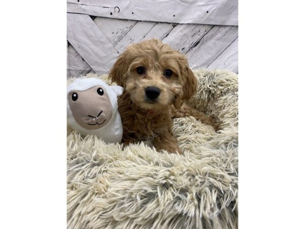 Cocker Spaniel/Poodle-Dog-Female-Apricot-26043-Petland Las Vegas, Nevada